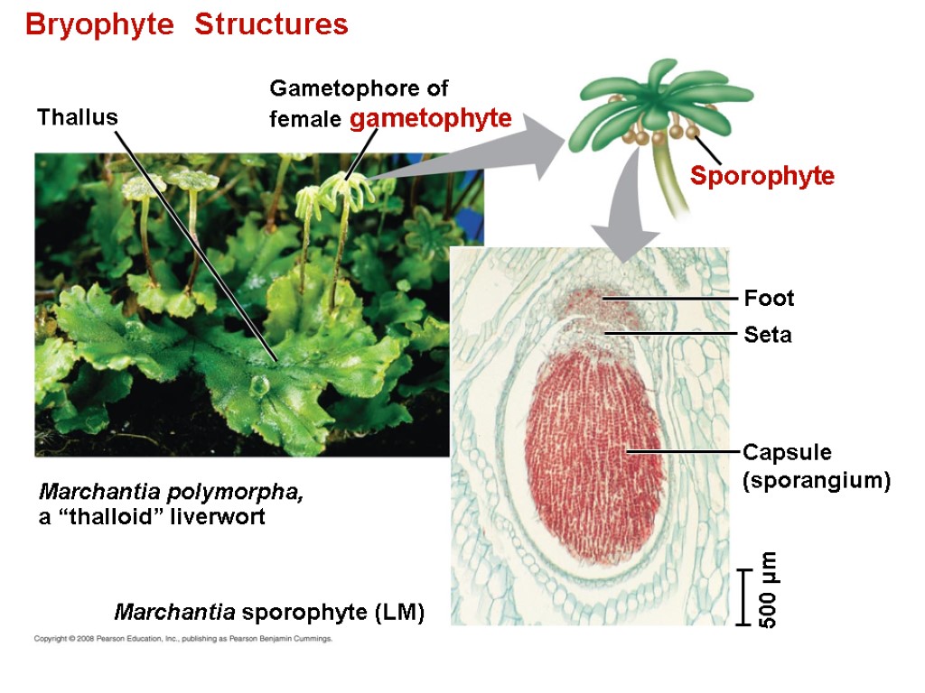 Bryophyte Structures Thallus Gametophore of female gametophyte Marchantia polymorpha, a “thalloid” liverwort Marchantia sporophyte